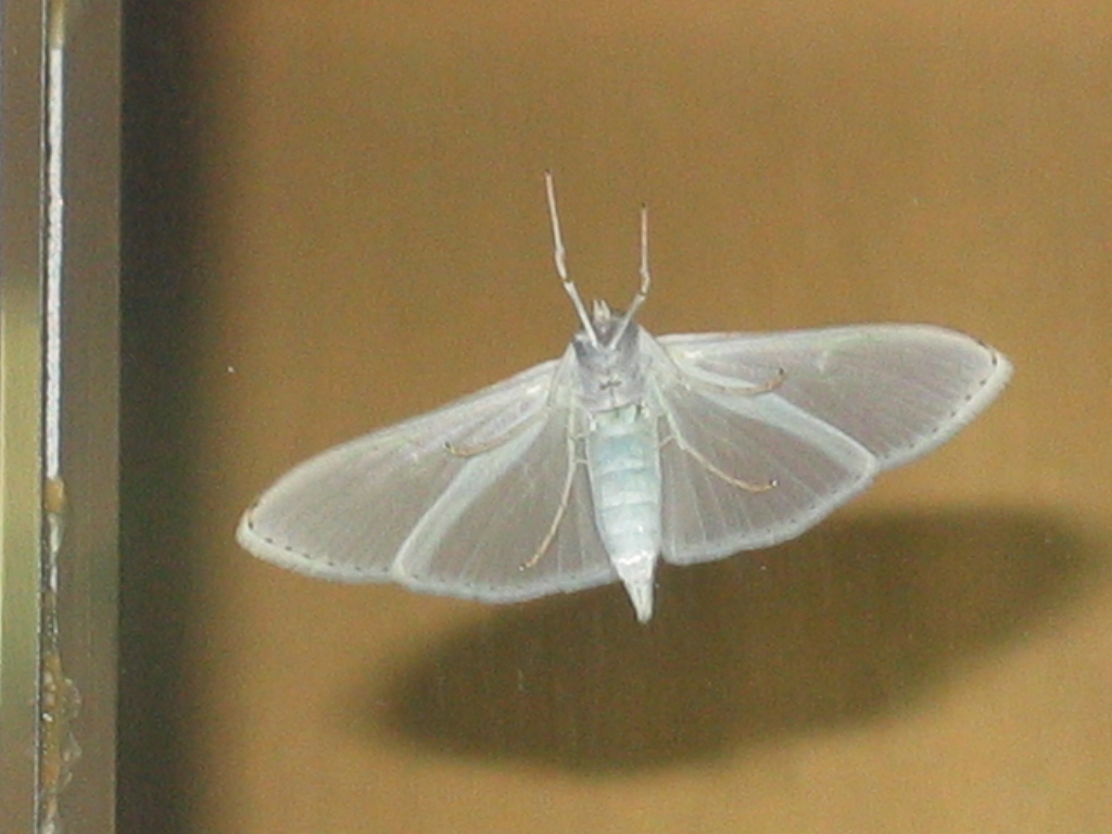 Palpita vitrealis